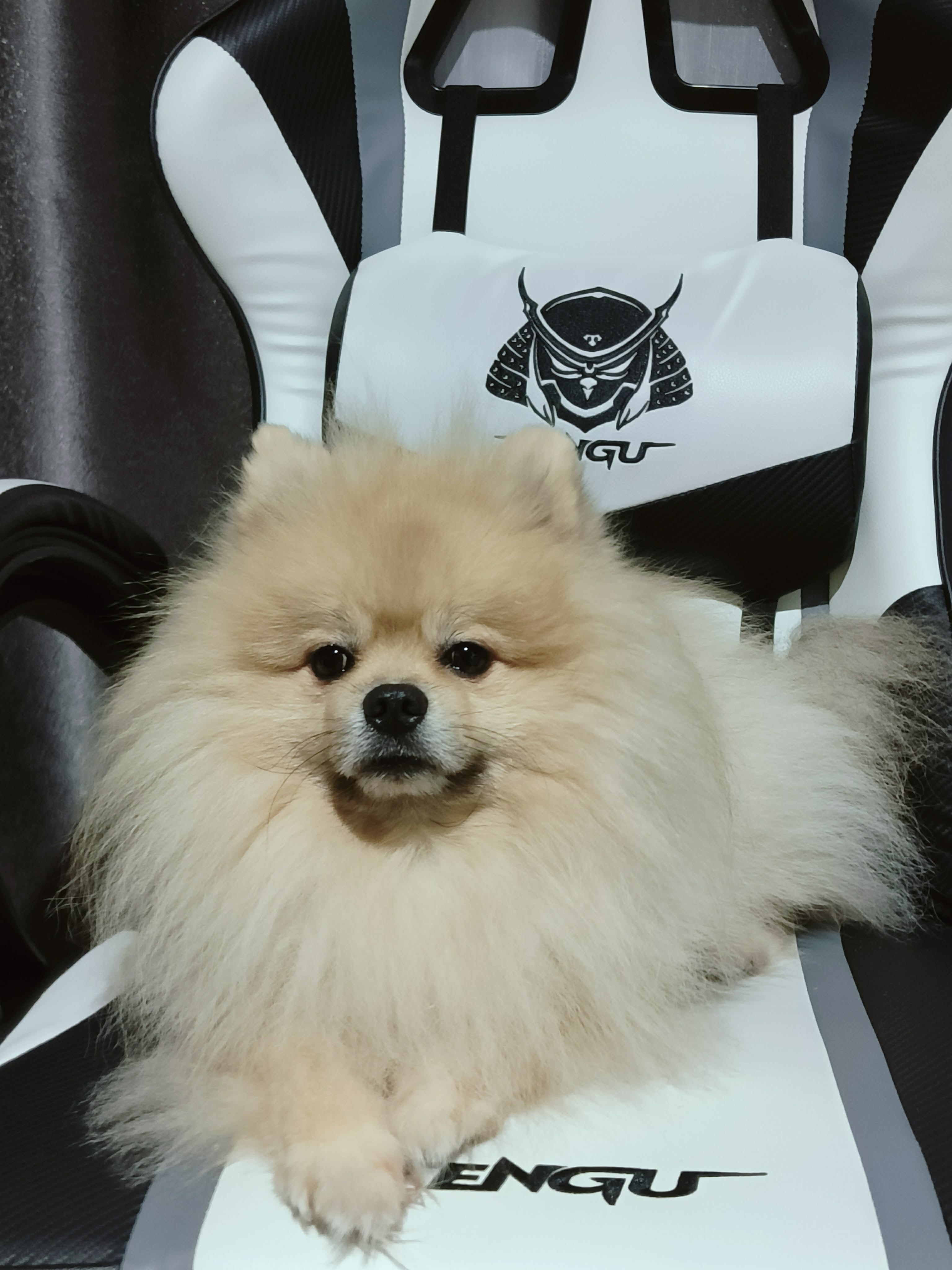 ให้เช่าสุนัขปอม